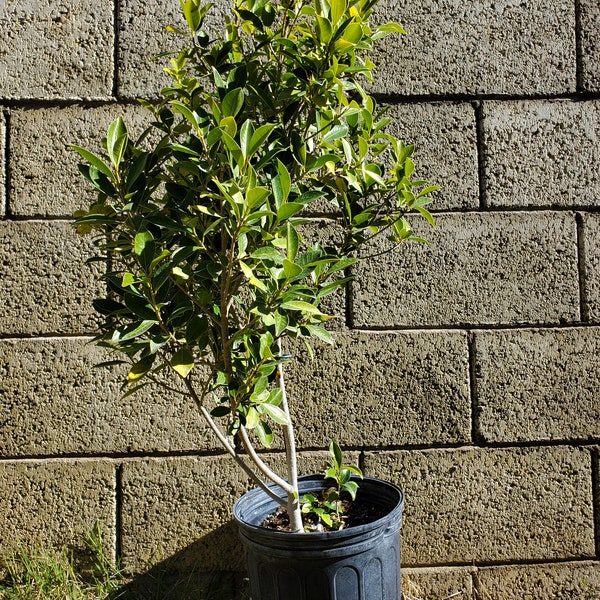 Ficus Nitida (Indian Laurel Fig)  32 inches tall