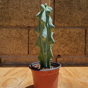 Boobie Cactus (Myrtillocactus geometrizans cv. Fukurokuryuzinboku)