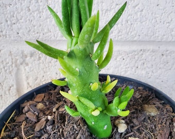 Eve's Pin Cactus - Austrocylindropuntia Subulata