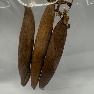 JUJUBE Africain/NDEDEM/Seeds of Peace.