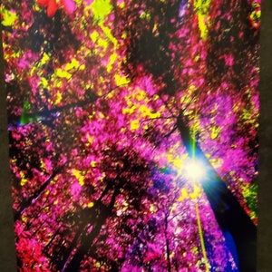 Sun Above Colors. Original photoart of the sun peering out from massive trees I the woods. Print is on 8x10 inch lustrous paper