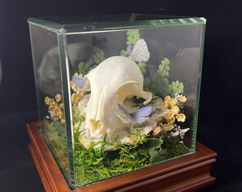 Escultura de curiosidades del bosque: arte de calaveras inspiradas en la naturaleza con musgo, helechos y mariposas.