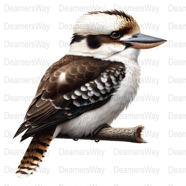 10 kookaburra bird digital clipart bundle, transparent png and jpg files, nature-inspired wall art, woodland animal printable decor.