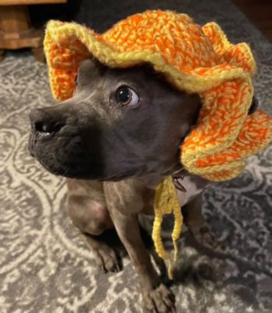 Cat Crochet Hat Dog Crochet Hat Custom Pet Hat 12 Colors Etsy