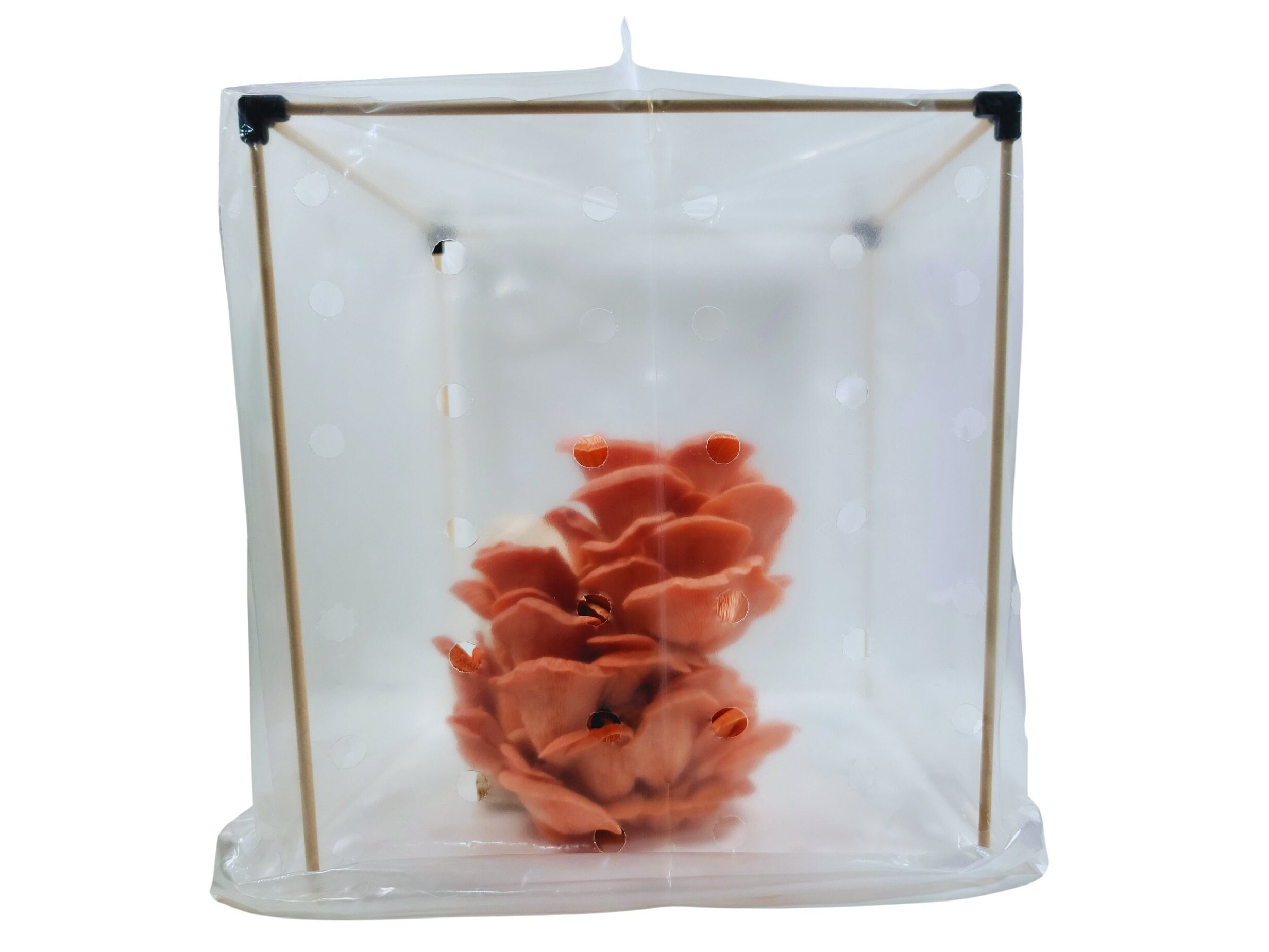 Humidity Tent Roses Table Top Humidity Tent - Etsy