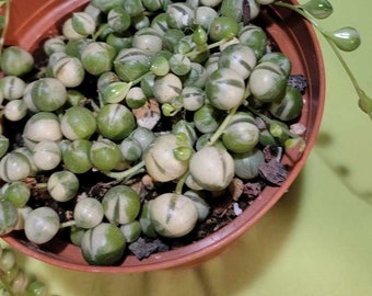 Live Rooted Variegated String of Pearls