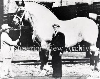 May include: A large, light-colored horse stands next to two men in a black and white photograph. The horse is wearing a bridle and is being held by one of the men. The other man is wearing a suit and hat. The image has the text "Superior View Archive".