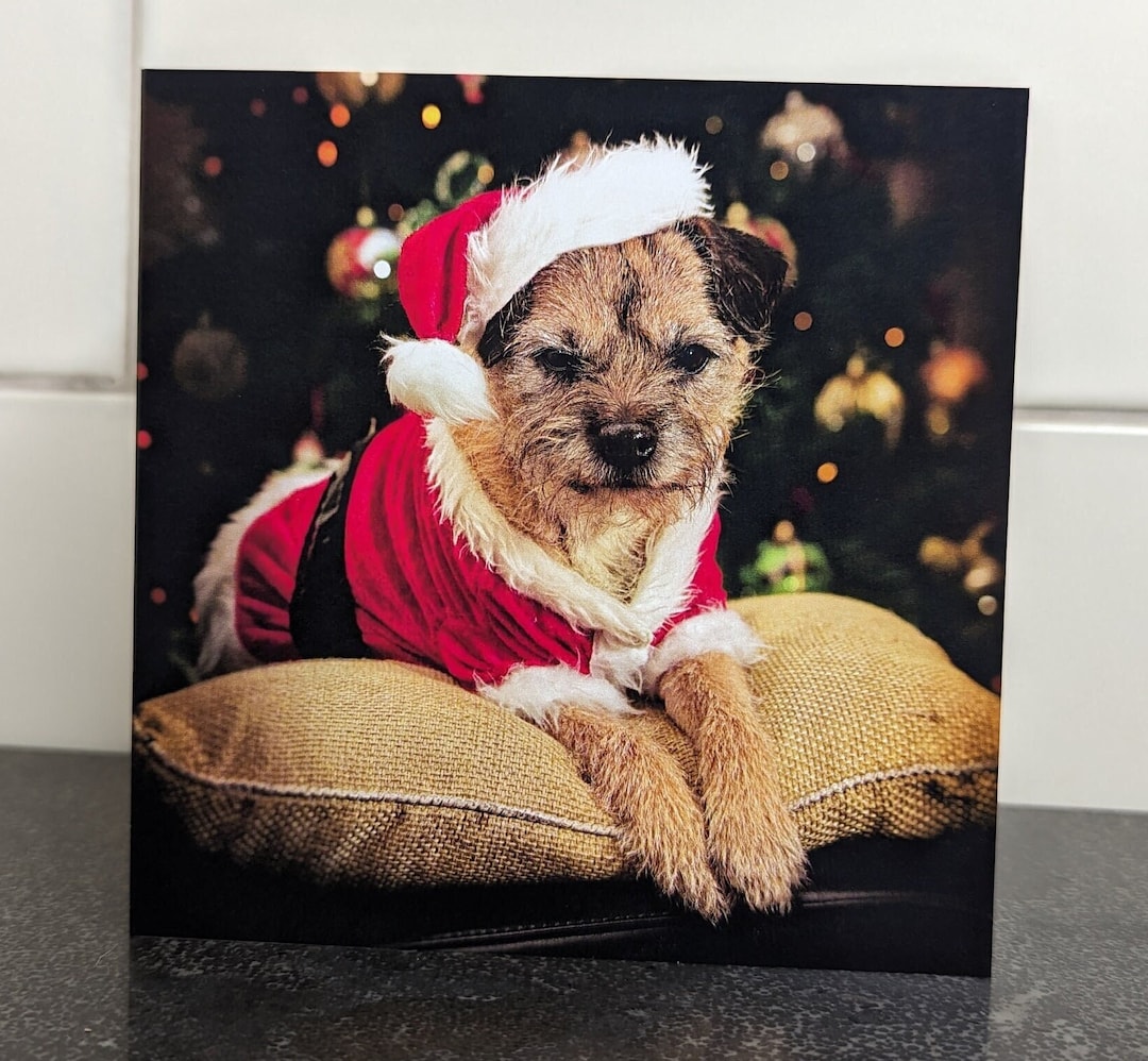 Border Terrier Christmas Cards pack of 5 - Etsy UK