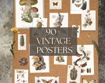 Paquete de pósteres vintage de hongos e insectos: más de 90 imprimibles para estudiar la naturaleza, arte mural para el aula de ciencias, láminas botánicas de hongos e insectos.