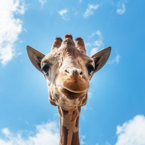 May include: A close-up of a giraffe's face against a bright blue sky with fluffy white clouds. The giraffe has a light brown and white patterned coat, large dark eyes, and a gentle expression.