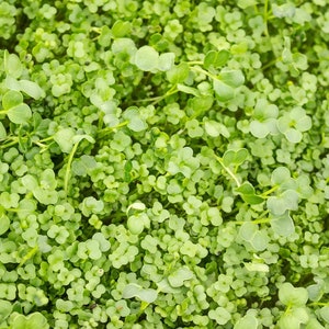 Asian Greens Mix Microgreens Growing Tray Kit