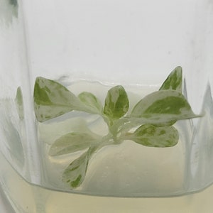 Maintenance-free Albino tobacco mutant plant in tissue culture