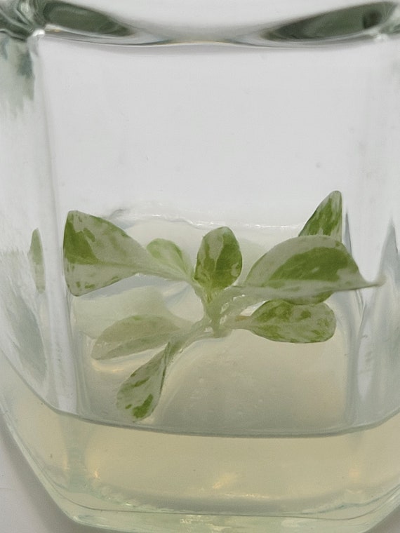 tobacco whitefly Silverleaf whitefly