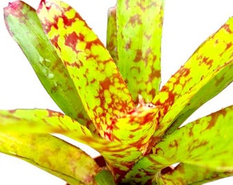 Neoregelia 'High Voltage' bromeliad, 6” pot - Etsy 日本