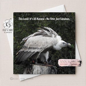 Gänsegeier, Original Fine Photography, Geburtstags-LustigHumour Karte, Glanz Poster | Deluxe High Grade Sq.- Größe von 5x5 - 11,5x 11,5 Zoll