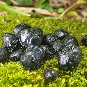 May include: A cluster of shiny, dark black, oval-shaped objects rests on a bed of vibrant green moss. The objects have a smooth, reflective surface, catching the light. The moss is dense and textured.