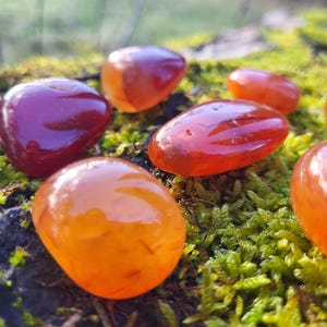 Pode incluir: Uma coleção de sete pedras de cornalina polidas, que variam do vermelho intenso ao laranja. As pedras são lisas e polidas, com um aspecto natural e terroso. Elas estão dispostas sobre um leito de musgo verde.