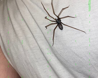 Plastik Spinne als Pin / Brosche | Realistische Hauswinkelspinne | 1 Stk