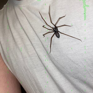 Könnte beinhalten: Eine realistische braune Plastikspinne auf einer Stecknadel. Die Spinne hat acht Beine und einen schwarz-weiß gestreiften Körper. Die Spinne befindet sich auf einem weißen T-Shirt mit dem Text "Drotting Relict Props" in Grün.
