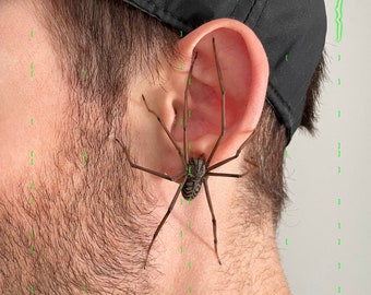 plastic spider as an earring | realistic giant house spider | 1 pcs