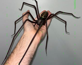 riesige Spinne aus Plastik als Dekoration | vierfach so große realistische Hauswinkelspinne | Halloween Requisite | 1 Stk