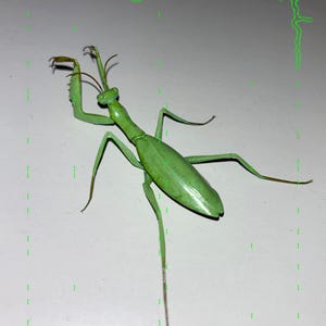 Rare Peruvian Leaf Shield Mantis Framed Taxidermy - Mantodea
