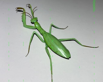 グリーンゴーストマンティス　雌　立体標本 珍しいゴーストマンティスの額入り剥製 - Phyllocrania paradoxa