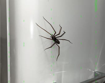 plastic spider as an earring | neon green | 1 pcs