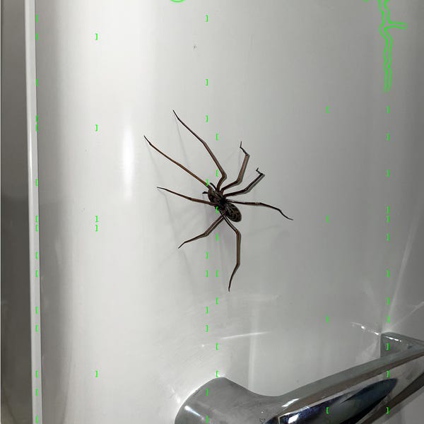 plastic spider as a magnet (ORIGINAL!) | realistic giant house spider fridge magnet | 1 pcs