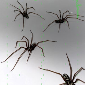plastic spider as an earring realistic giant house spider 1 pcs image 2