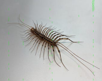 Plastik Tausendfüssler als Magnet | Realistische Spinnenläufer (Scutigera coleoptrata) | 1 Stk