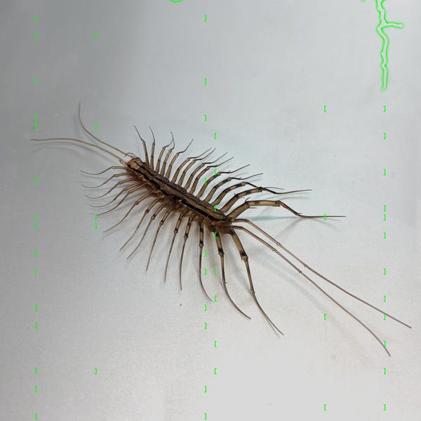 plastic house centipede as a magnet | realistic spider centipede (Scutigera coleoptrata) | 1pcs