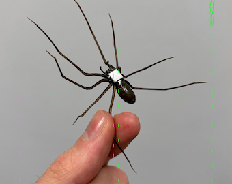 Sticky plastic Spider as decoration | Realistic giant house spider | Halloween prop | self adhisive | 1 pcs