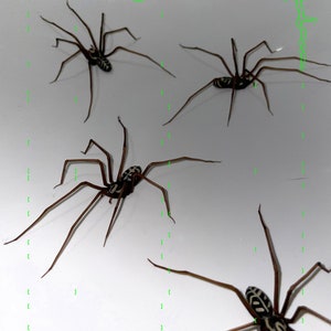 Plastic Spider as decoration Realistic giant house spider Halloween prop Arachnophobia Therapy 1 pcs zdjęcie 1