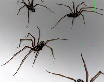 Spinne aus Plastik als Dekoration | Realistische Hauswinkelspinne | Halloween Requisite | Arachnophobie Therapie | 1 Stk