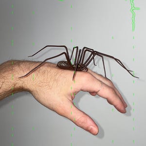 giant plastic spider as decoration | double sized Realistic giant house spider | Halloween prop | 1 pcs