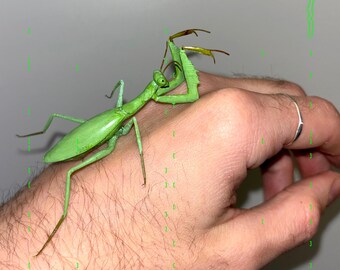 Plastic Praying Mantis as a Magnet (ORIGINAL!) | Realistic Praying