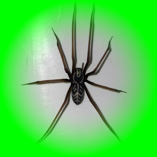 3 Pièces Araignée Effrayante Jouet Araignées Astuces TPR Prop Dupe Fête