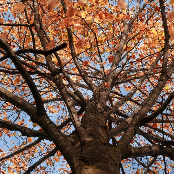 Autumn desktop wallpaper/ wall art, tree branches, autumn leaves, nostalgy, autumn lovers