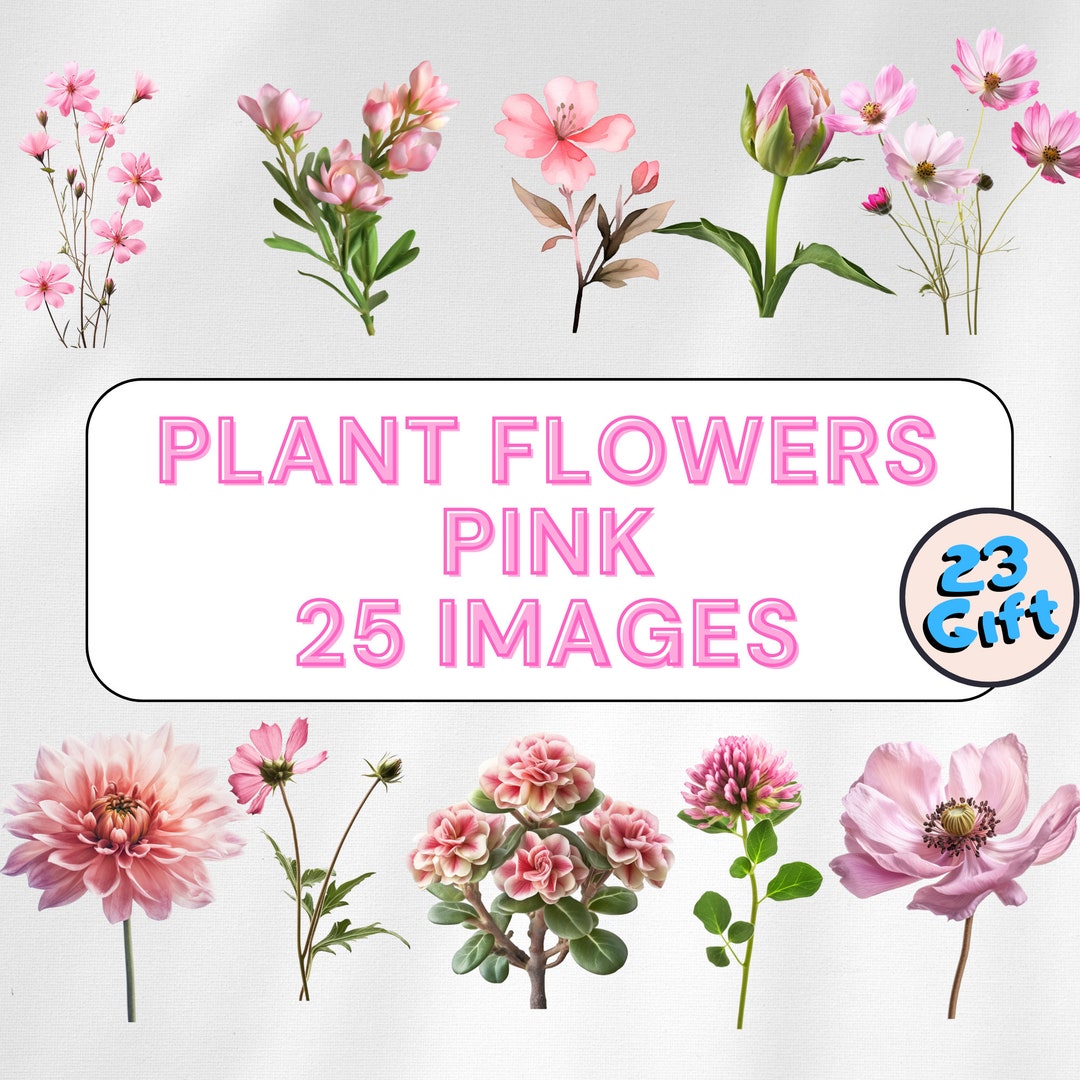 Watercolor Roses Clipart Light Pink Flower Clipart - Etsy