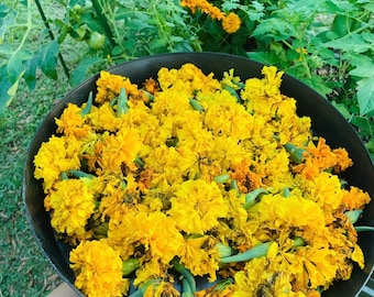Marigold Seeds 250 ( Organically Grown)