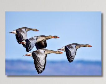 Greylag Goose Fleet Canvas Wall Art Print, Flying Geese Print, Flying Birds Canvas Wall Art, Animals Poster Wall Desing, Geese Poster
