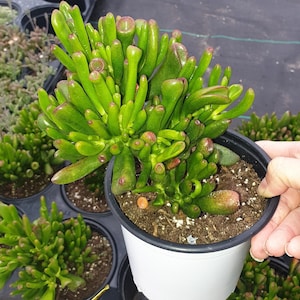 Crassula ovata &quot;Gollum&quot; Jade succulent houseplant