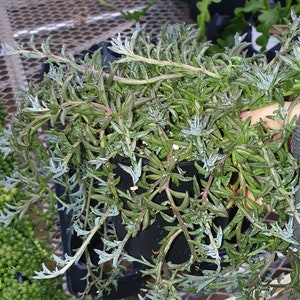 String of Dolphins plant or cutting Senecio hippogriff