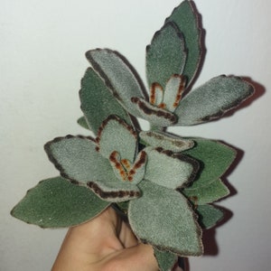 Kalanchoe tomentosa 2 inch succulent houseplant