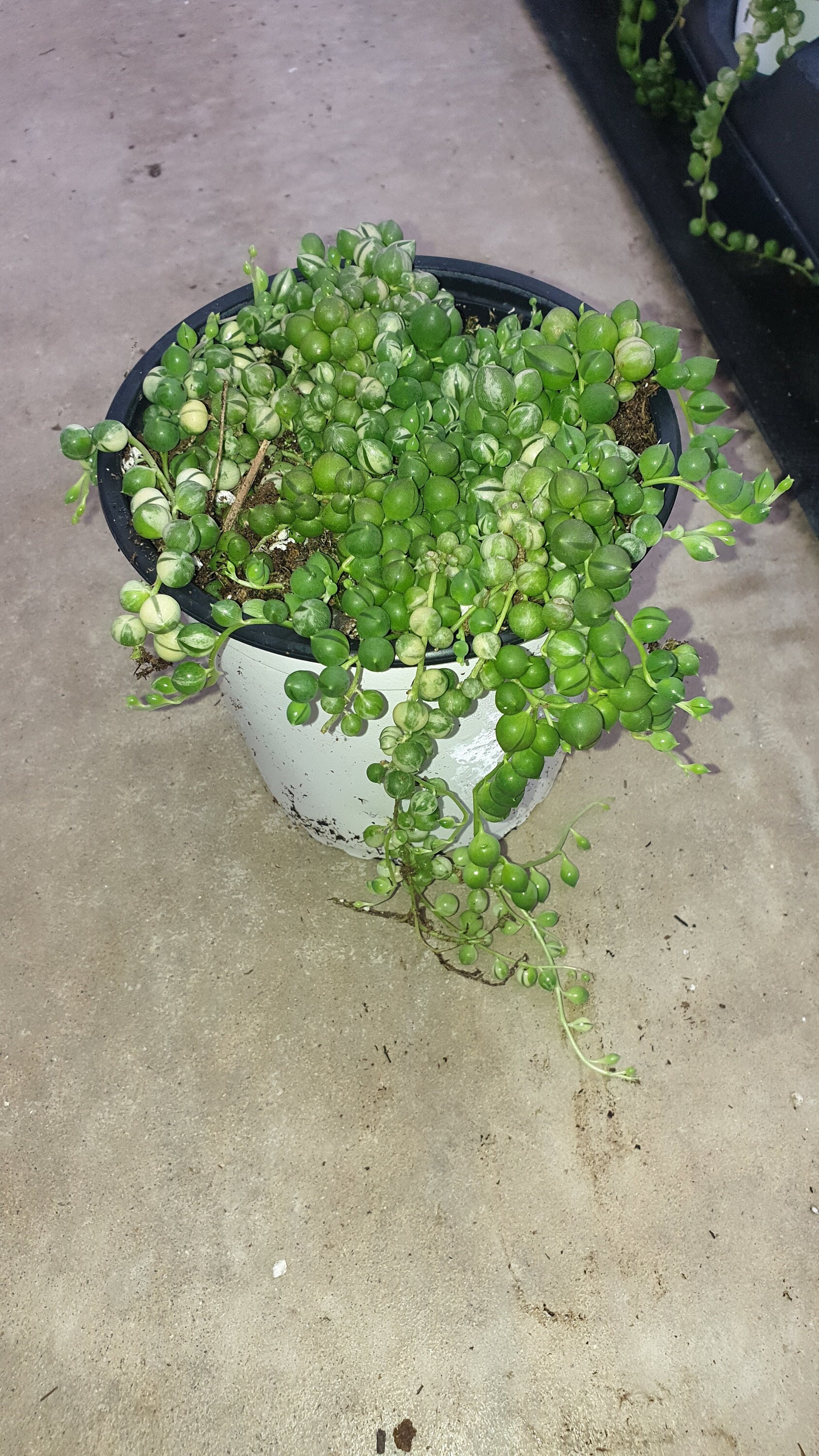 String Of Pearls Plants Succulents SOP Senecio Rowleyanus