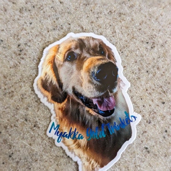 Myakka Gold Nugget, Myakka gold Trinkets Sticker