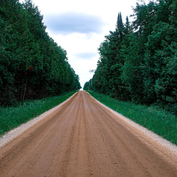 Arte mural de bosque otoñal