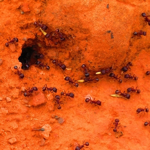 Hormigas vivas -  México