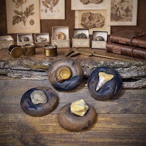 Op de afbeelding: Vier ronde, donkerbruine en zwarte kleibases met elk een ander fossiel: een spiraalvormige ammoniet, een haaientand, een kleinere opgerolde schelp en een goudkleurig mineraalfragment. Daarachter messing gereedschap, doosjes en dagboeken.